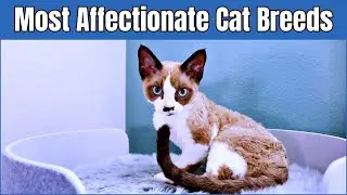 RANKED Top 5 Friendliest Cat Breeds You'll Adore!