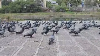 पुण्यातील कबुतरे... #कबुतर #pigons #viral #vlog #viralvideo #parbhani #pune #indian #instavlog 