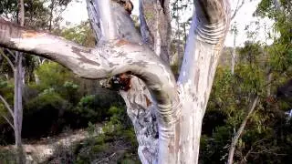 camping the woolemi at dunns swamp mp4