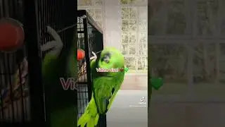 Loro llorando porque no se quiere dormir/viral en TikTok