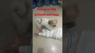 Among us Chip (Charlie and Chipp is my brother)