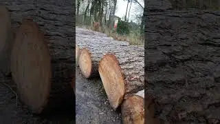 local saw logs essex suffolk border corsican pine