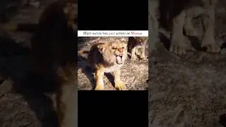 Mufasa Lion King 4K edit with powerful scenes, cinematic vibes, epic moments and royal legacy