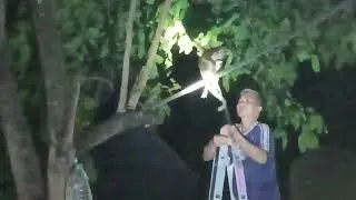 Bonggie at Night on KVille -  20241213 193600
