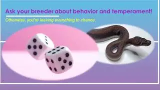 Choose Wisely: Don&rsquo;t leave your Snake&rsquo;s Temperament to Chance