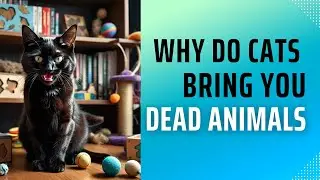 Why Do Cats Bring You Dead Animals?