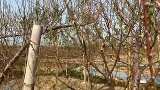 Vườn cây:đào huyền đã tuốt lá song 