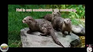 Top 5 Interessante Feiten En Kennis Over Dieren