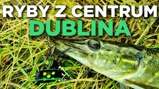 323 RYBY Z CENTRUM DUBLINA 👍