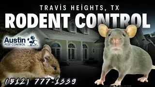 Travis Heights, Austin, TX Rodent Control Services (512) 777-1339