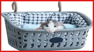 JWShang Rat Bed, Rat Hammock Hanging Basket Warm Bed, Rat Cage Accessories and Habitats, Small