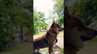 The alertness never gets old 🐕 #dog #youtubeshorts #shibainu #dogs #shorts