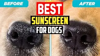 ✅Top 5 Best Sunscreen for Dogs in 2025