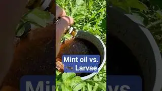 Can Peppermint Oil Kill Mosquito Larvae?