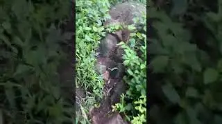 ￼ Yercaud tracking&hellip;.🌴🪵￼🌲🐃🐃