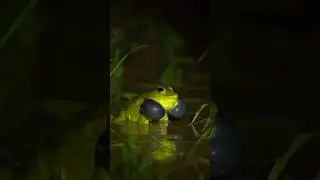 Indian bullfrog calling 🐸@SangitaChowdhury-v2t #youtubeshorts #bullfrog #wildlife #viral