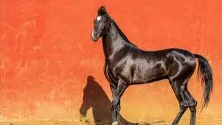 Marwari Stallion Freedom - At Royalty Stud Farm Panvel (Mumbai) !!!!!
