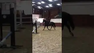 Friesian jumps light shadow!