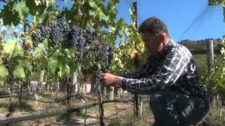 One Acre Napa Valley - Yountville AVA Episode 13 - 1st Harvest - 2013
