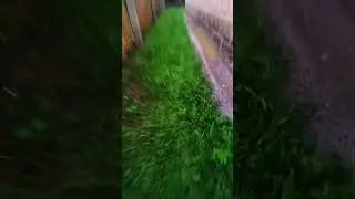 ⚠️Shift Warning⚠️ | Therian Pov | #therian #therianthropy #shifting #yard #wolf #wolftherian #shorts