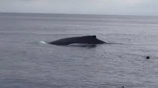 Swimming with humpback whales @ Isla de la Plata, Ecuador