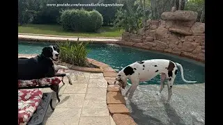 Funny Laid Back Great Dane Loves Watching Brother Dog Water Dig In The Pool