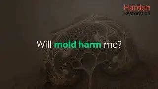 Mold Remediation Phoenix Arizona | Harden Restoration of Phoenix