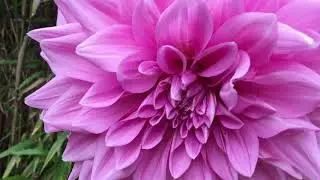 Георгина &laquo;Lavander Perfection&raquo; в горшке/ Dahlia &laquo;Lavander Perfection&raquo; in pot.