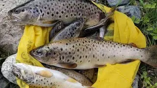 Trout Fish Hunting in a remote stream in Astore Valley