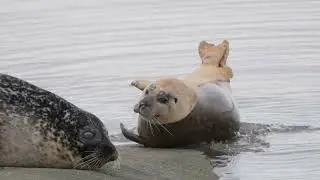Gewone zeehonden (Phoca vitulina) en een Grijze zeehond (Halichoerus grypus)