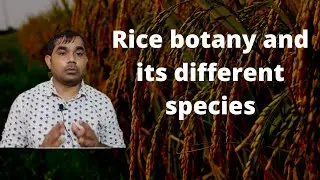 Rice botany and its different species