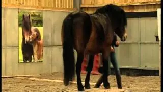 BBC Spotlight - Exmoor Pony Stallion Horse Agility World Champion