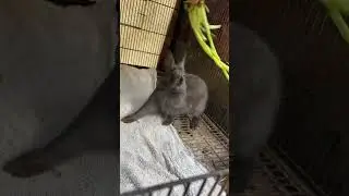 Rabbit plying with grass🐰rabbit get angry 😂#rabbitplaying#bunnyfunnyvideo#animalsfunnyvideos