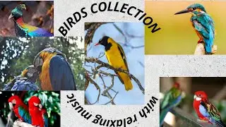 Birds collection with relaxing backgroud music