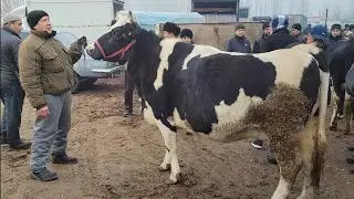 31 12 2025 Yozyovon Sigirlar bog'ozlar narxi UMIDLI DUNYO