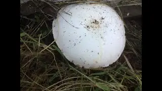 Achtung beim Pilze sammeln!  Nicht verwechseln: Karbolchampignon ist NICHT ESSBAR.