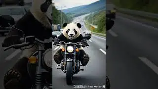 Panda driving a bike #panda #viral #cute #animalpictures #riding #bike #tradingshort #happy #fypage