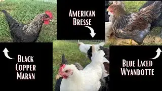 WHY WE HAVE HERITAGE BREED CHICKENS | American Bresse | Black Copper Maran | Blue Laced Wyandotte