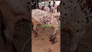 A Young White Bull/Bail With Dark Brown Spot ✓ Info @mandikhor