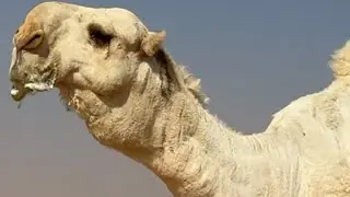 بعارين فنجال الشيباني - زمول مسبله - تغطية رقم ١٩ / سعد بن شرثان  - ١١/ ٦ / ١٤٤٧ هجري