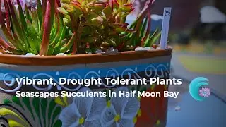 An array of vibrant, drought-tolerant plants at Seascapes Succulent Nursery🪴