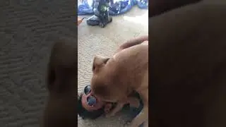 Tootsie gives kisses for 9 minutes