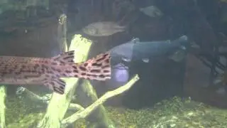 The wealth around us - Examples of game fish up close + one funny little boy S2E29