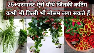 25+परमानेंट ऐसे पौधें जिनकी कटिंग कभी भी किसी भी मौसम लगा सकते हैं।