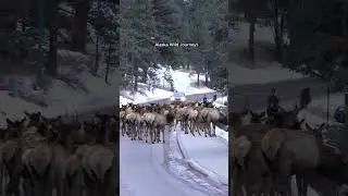 Elk jam the road in Estes Park!  #animals