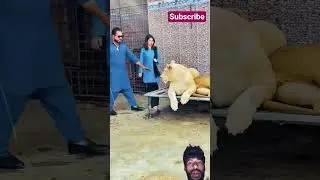 Sharan video share clip lion beautiful video Jungle Ke Sher Shikar yaar ek