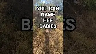 NAME HER BABIES - ADOPT HER #mongoose #mongooses #mangusta #Manguste #cynictis  #Mungo #мангуста