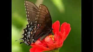 Бабочки -  шаг  за  шагом   /    Butterflies step by step