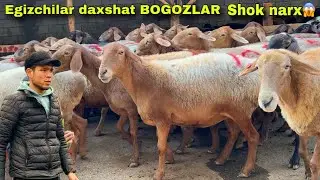 ILHOMJONDAN SHOK! 😱 ARASHAN BOGOZ + EGIZCHI QOYLAR🇰🇬