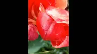 Яблуневий Туман !!! 4.05.2023 року м Павлоград Україна